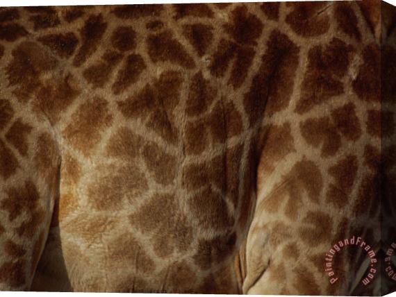 Raymond Gehman Close Up of The Patterns on a Giraffe Stretched Canvas Painting / Canvas Art
