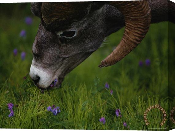 Raymond Gehman Close Up View of a Bighorn Sheep Grazing in Jasper National Park Stretched Canvas Print / Canvas Art