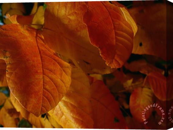 Raymond Gehman Close Up View of Autumn Leaves Stretched Canvas Print / Canvas Art