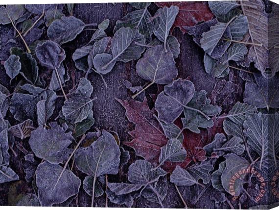 Raymond Gehman Close Up View of Frost on Fallen Alder Leaves Stretched Canvas Print / Canvas Art