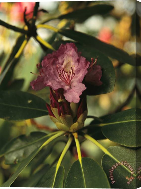 Raymond Gehman Close View of a Blooming Rhododendron Stretched Canvas Print / Canvas Art