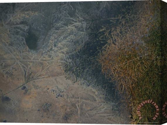 Raymond Gehman Close View of a Creek Bottom Littered with Mineral Encrusted Twigs Stretched Canvas Painting / Canvas Art