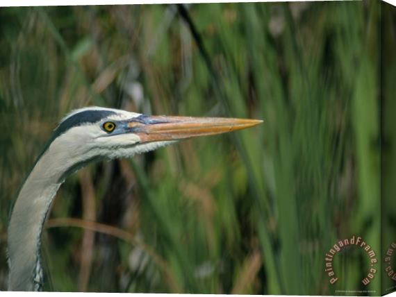 Raymond Gehman Close View of a Great Blue Heron Stretched Canvas Print / Canvas Art