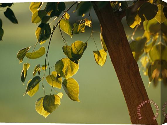Raymond Gehman Close View of a Tree Branch And Leaves Stretched Canvas Print / Canvas Art