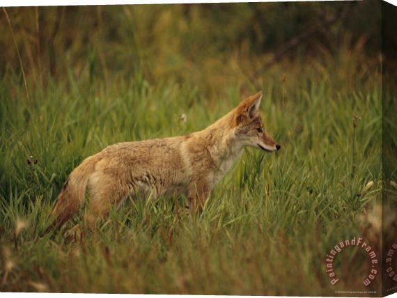 Raymond Gehman Close View of a Young Coyote Stretched Canvas Print / Canvas Art