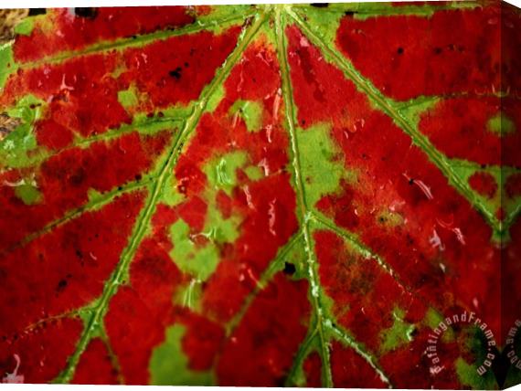 Raymond Gehman Close View of an Autumn Leaf Stretched Canvas Print / Canvas Art