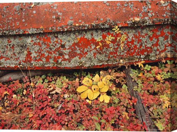 Raymond Gehman Close View of Fall Foliage And a Lichen Covered Rowboat Stretched Canvas Print / Canvas Art