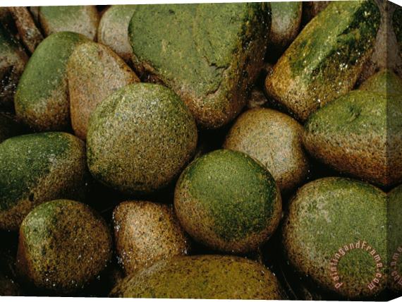 Raymond Gehman Close View of Moss Covered Stones in Rain Stretched Canvas Painting / Canvas Art