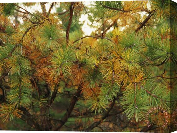 Raymond Gehman Close View of The Branches of a Pine Tree in The Fall Stretched Canvas Print / Canvas Art