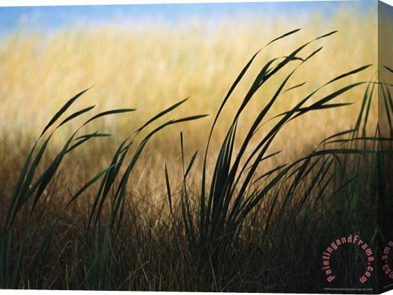 Raymond Gehman Close View of Windblown Cattails Stretched Canvas Print / Canvas Art