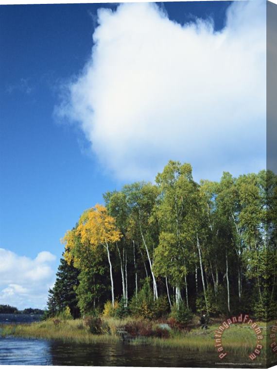 Raymond Gehman Cloud Rises Above Birch Trees on The Shore of a Manitoba Lake Stretched Canvas Painting / Canvas Art