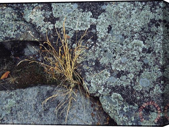 Raymond Gehman Clump of Dried Grass Sprouts Between Lichen Covered Rocks Stretched Canvas Print / Canvas Art