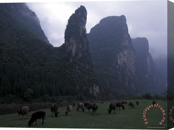Raymond Gehman Cows Graze on Grassy Banks of The Li River Guilin Guangxi China Stretched Canvas Painting / Canvas Art