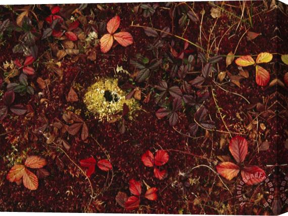 Raymond Gehman Cranberry Creepers Entwine a Mat of Sphagnum Moss Stretched Canvas Painting / Canvas Art