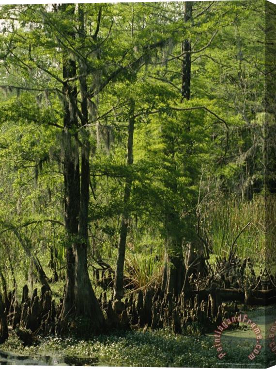 Raymond Gehman Cypress Trees with Knees Growing in a Swamp Stretched Canvas Painting / Canvas Art