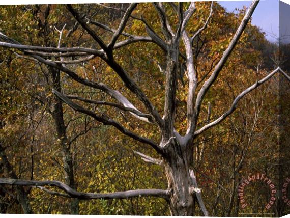 Raymond Gehman Dead Tree Snag with Autumn Hued Trees Around It Stretched Canvas Painting / Canvas Art