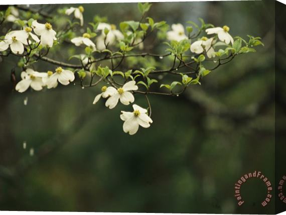 Raymond Gehman Delicate White Dogwood Blossoms Cover a Tree in The Early Spring Stretched Canvas Print / Canvas Art