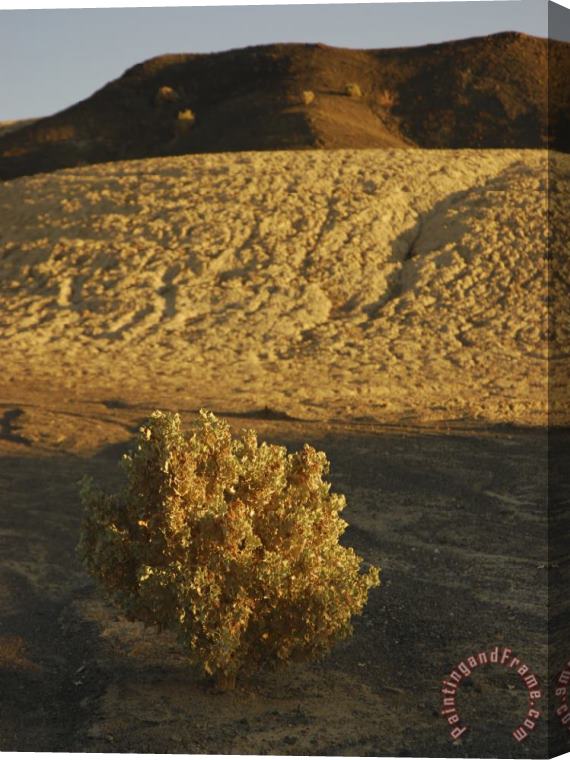 Raymond Gehman Desert Plant in Death Valley California Stretched Canvas Painting / Canvas Art