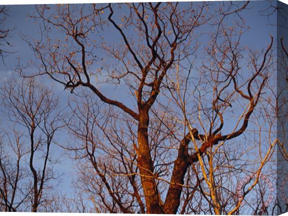 Raymond Gehman Detail of Leafless Trees Against a Blue Sky Stretched Canvas Print / Canvas Art