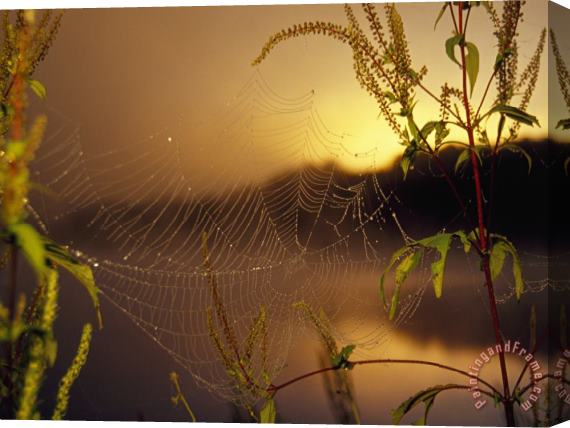 Raymond Gehman Dew Glistening in a Spider S Web at Sunrise Stretched Canvas Print / Canvas Art