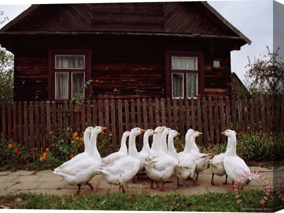 Raymond Gehman Domestic Geese on a Street in Bialowieza Stretched Canvas Painting / Canvas Art