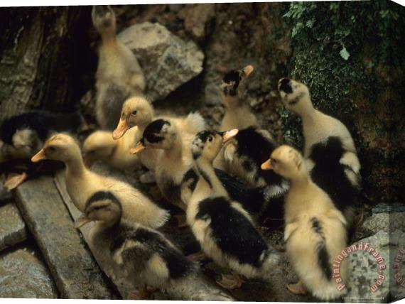 Raymond Gehman Ducklings Yang Village Shaoguan Area Stretched Canvas Painting / Canvas Art