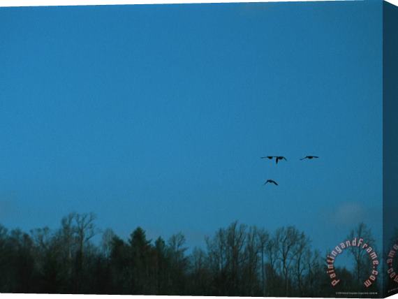 Raymond Gehman Ducks Fly Above The James River in Virginia Stretched Canvas Print / Canvas Art