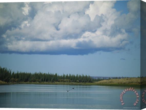 Raymond Gehman Ducks Fly Above The Mackenzie River Beneath White Clouds Stretched Canvas Painting / Canvas Art