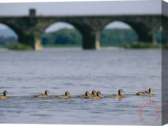 Raymond Gehman Ducks Paddle Across The Susquehanna River Near The Rockville Bridge Stretched Canvas Print / Canvas Art