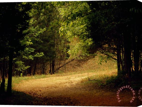Raymond Gehman Eagle Point Trail Winding Through a Peaceful Forest Stretched Canvas Print / Canvas Art