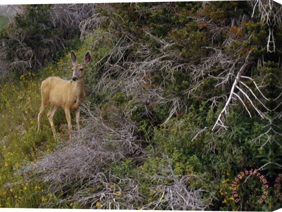 Raymond Gehman Ears Cocked a Mule Deer Pauses in a Clearing in Cascade Canyon Stretched Canvas Painting / Canvas Art