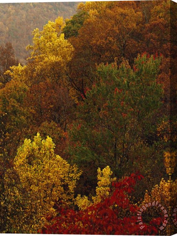Raymond Gehman Elevated View of a Stand of Forest in Autumn Hues Stretched Canvas Print / Canvas Art