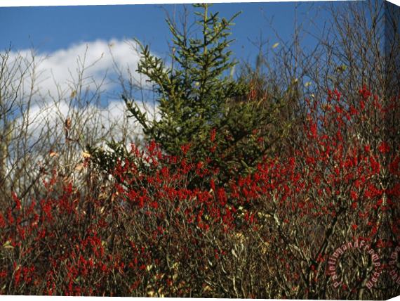 Raymond Gehman Evergreen Tree And Shrubs with Autumn Hues Stretched Canvas Print / Canvas Art
