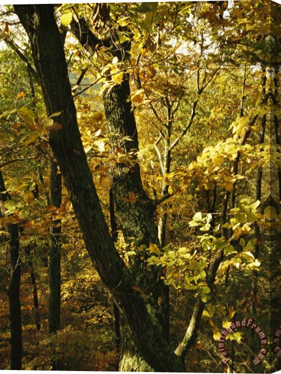 Raymond Gehman Fall Foliage in an Appalachian Trail Forest Stretched Canvas Painting / Canvas Art