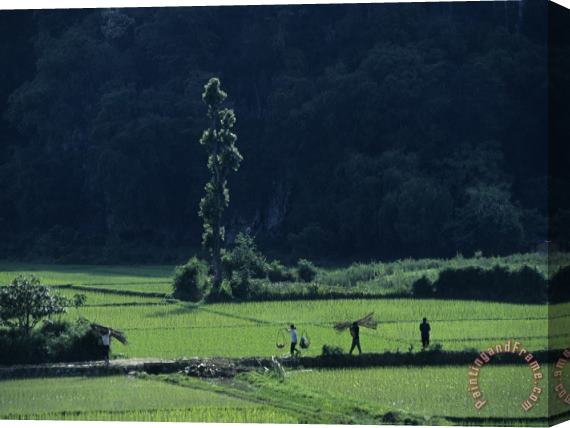 Raymond Gehman Farmers Between Rice Paddies Yangdi Valley Guilin Guangxi China Stretched Canvas Painting / Canvas Art