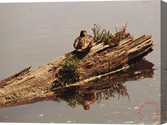Raymond Gehman Female Mallard Anas Platyrhynchos Rests on a Submerged Log Stretched Canvas Print / Canvas Art