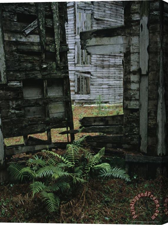 Raymond Gehman Fern Growing Among Ruins at The Dungeoness Estate Stretched Canvas Painting / Canvas Art