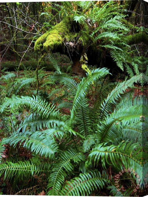 Raymond Gehman Ferns And Redwoods in Muir Woods National Monument California Stretched Canvas Painting / Canvas Art
