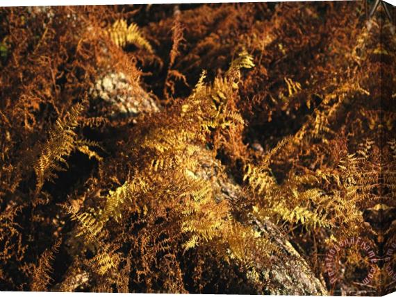 Raymond Gehman Ferns in Autumn Brown Covering a Fallen Tree Stretched Canvas Painting / Canvas Art