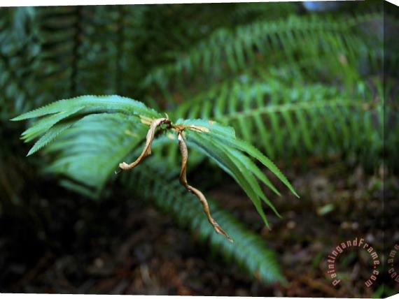Raymond Gehman Ferns in Muir Woods National Monument California Stretched Canvas Print / Canvas Art
