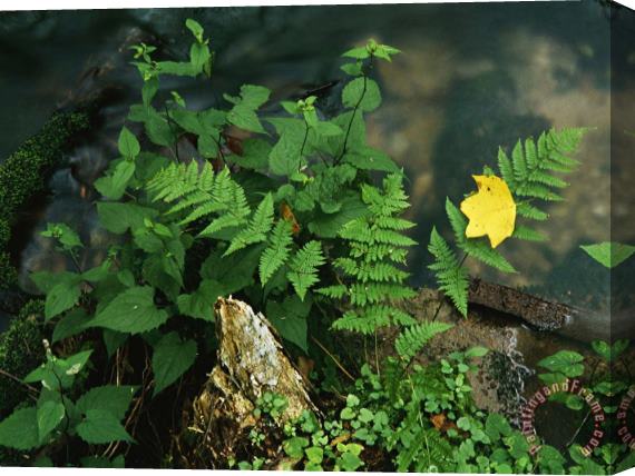 Raymond Gehman Ferns on The Edge of a Stream in a Virgin Hemlock Forest Stretched Canvas Painting / Canvas Art
