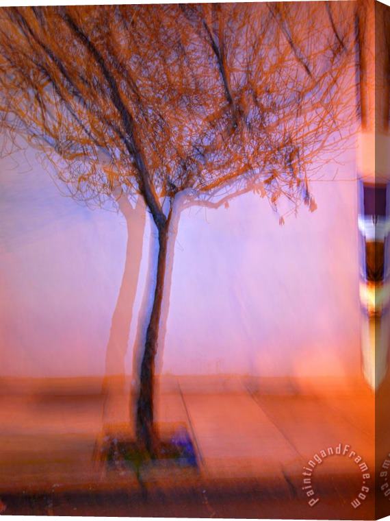 Raymond Gehman Flashed Tree And Its Shadow on a Wall in San Francisco Stretched Canvas Print / Canvas Art