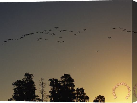 Raymond Gehman Flock of Geese Take Flight As The Sun Sets on a Manitoba Park Stretched Canvas Painting / Canvas Art