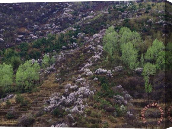 Raymond Gehman Flowering Plum Trees on a Hillside in Beijing Stretched Canvas Painting / Canvas Art
