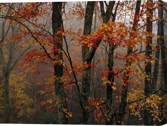 Raymond Gehman Fog And Colorful Maple Leaves in Appalachian Forest on Paint Mt Road Stretched Canvas Painting / Canvas Art