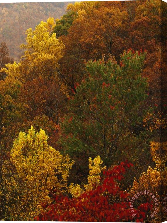 Raymond Gehman Forest Stand of Maples And Oaks in Autumn Hues on a Mountain Side Stretched Canvas Painting / Canvas Art