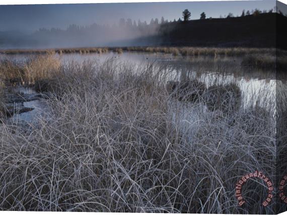 Raymond Gehman Frost Covered Grasses And Early Morning Mist Over Teton Marsh Area Stretched Canvas Painting / Canvas Art