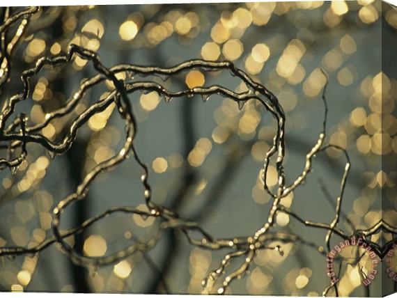Raymond Gehman Frozen Twigs of a Corkscrew Willow Sparkle in The Sunlight Stretched Canvas Print / Canvas Art