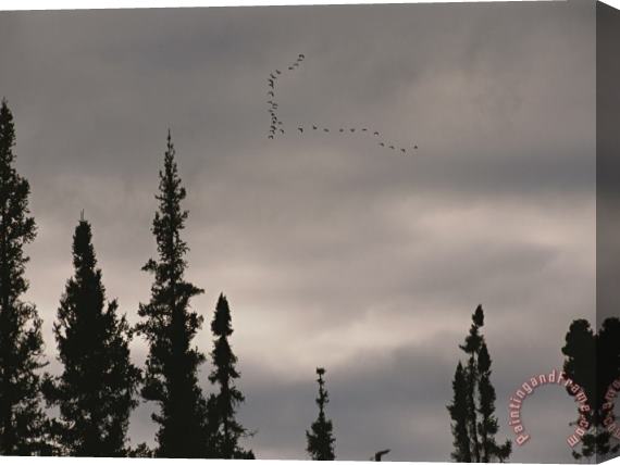 Raymond Gehman Geese Fly in Formation Above Silhouetted Pine Trees Stretched Canvas Print / Canvas Art