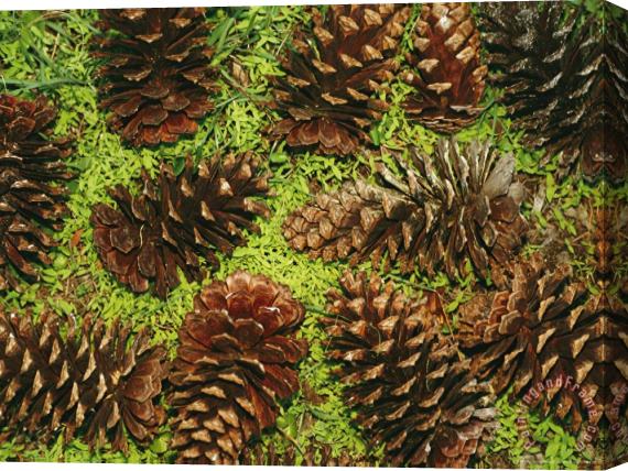 Raymond Gehman Giant Longleaf Pine Cones Stretched Canvas Print / Canvas Art